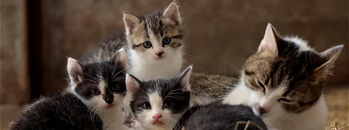 Healthy Cat, Happy Life: Expert Guide to Cat Food Choices